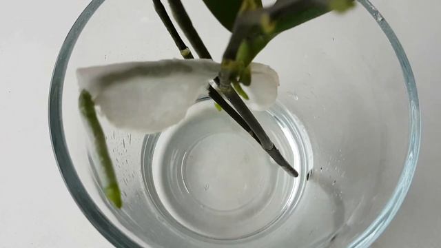 Орхидея ПРОПАЛА, ОСТАВИЛА ДЕТКУ на цветоносе. ЧТО с ней ДЕЛАТЬ? смотреть онлайн