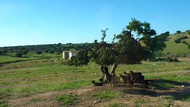 Козы лазают по деревьям смотреть онлайн