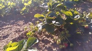 Клубника, нейтрального дня, сорт Мурано. 08.08.17.