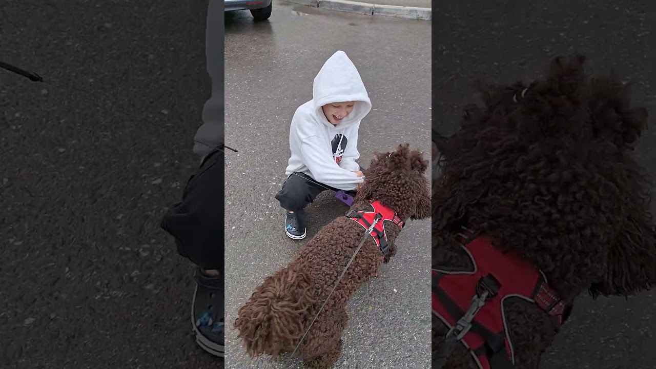 #poodle #королевскийпудель #пермь #пудельпермь #собака #пудель #чара #чарапудель