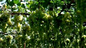 виноградник в Таджикистане