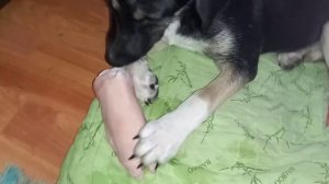 ❗СЕГОДНЯ ВМЕСТО ВКУСНЯШЕК СВИНЫЕ НОЖКИ❗ #shorts #dogs #собаки #домашниеживотные