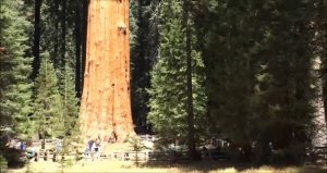 Парк Секвоя