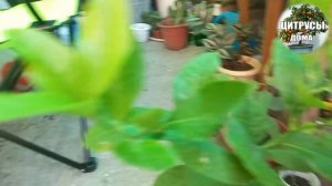 Цитрусы Как формировать крону привитых цитрусов и из косточки