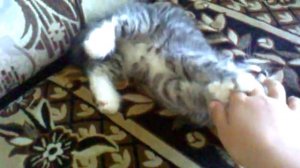 Котёнок играет с рукой