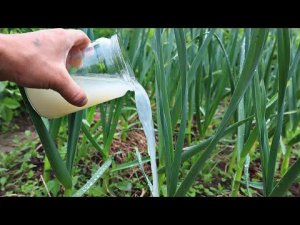 Головки чеснока будут разрывать грядку после такого полива в июне! Чем подкормить чеснок в июне?