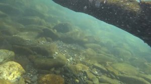 Подводная съёмка в реке Шахе г. Сочи.