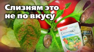 Способы борьбы со слизнями. Народные, биологические и химические