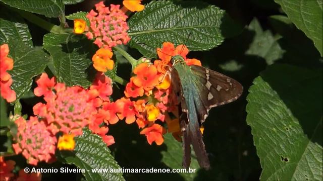 Urbanus proteus proteus PIbirapueraSP BR 9 8 15 ASilveira xvid смотреть онлайн