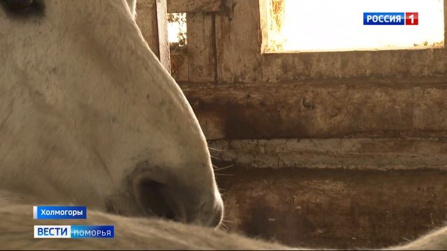Полицейские Холмогорского округа помогли найти лошадей, которых украли на местном племзаводе