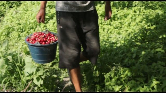 Как выращивают, убирают, сортируют и продают черешню в Ферганской долине Узбекистана?