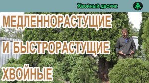 Карликовые,медленнорастущие и быстрорастущие хвойные растения.Питомник "Хвойный дворик"