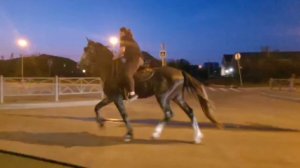 жеребец орловский рысак.возраст 4 года продажа .89827210051.Екатеринбург