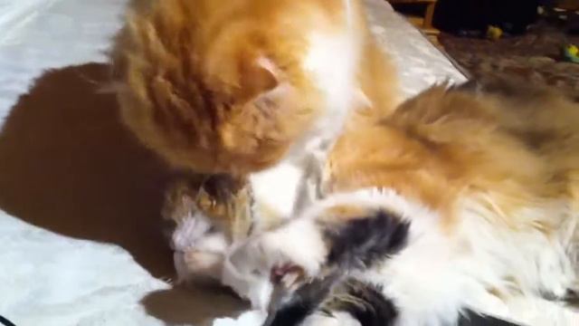Кошачьи нежности / Сat tenderness