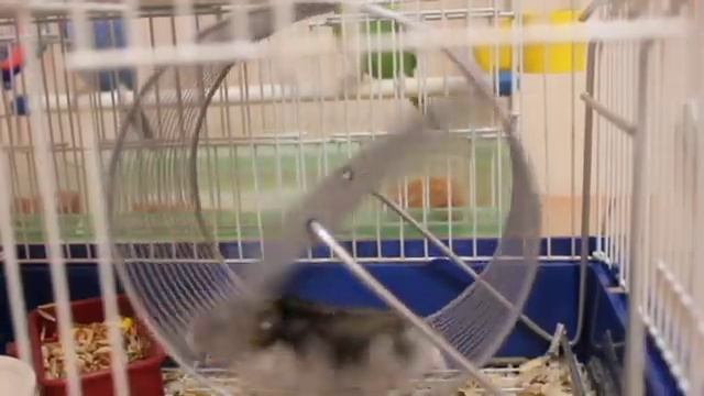 Джунгарики отжигают!:D смотреть онлайн