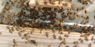 работа с пчелами в августе и ошибки пчеловода , которые могут привести к гибели пчелосемей осенью