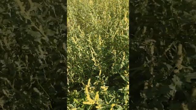 БЕРЕГИТЕ ПРИРОДУ--МАТЬ ВАШУ!!!..))) смотреть онлайн