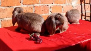 Кролики породы "Французский баран" Гавана