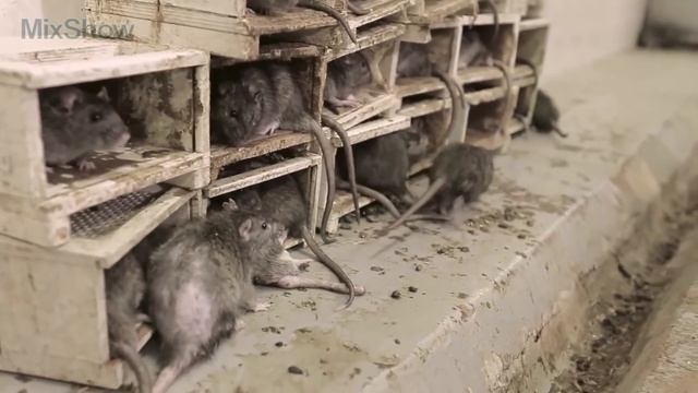 5 САМЫХ ОПАСНЫХ КЛЕЩЕЙ В МИРЕ