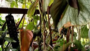 14 Tips & Hacks on Plant Care & Propagation for Philodendrons Types : Philodendron Micans