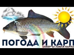 Найдена идеальная погода для ловли карпа! Влияние погоды на клёв карпа летом-весной и осенью!