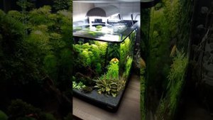 Аквариум с неприхотливыми растениями и без СО2