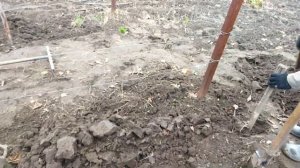 Укрытие винограда на зиму. Видео как укрыть виноград землей!