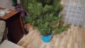 Как просто установить елку без подставки!