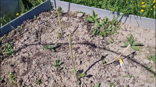 Показываю свои посадки на начало июня/ Сделала контур для клубники/ Дача с нуля. смотреть онлайн