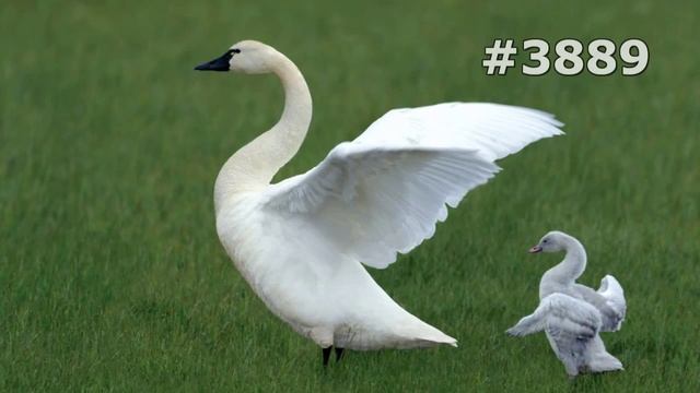 #3889. Лебеди (В мире животных) смотреть онлайн