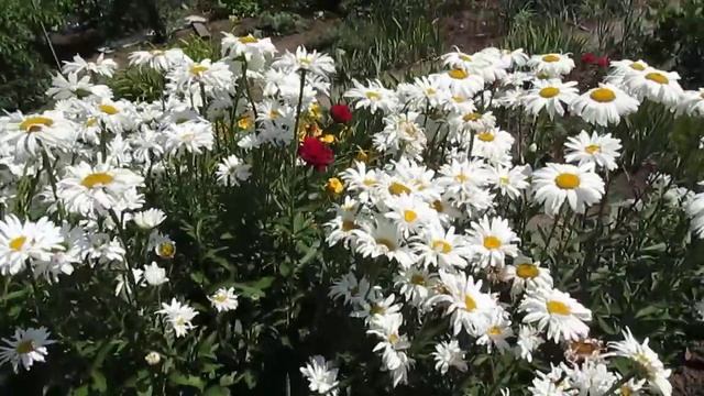 Ромашка белая крупная. Июньская смотреть онлайн