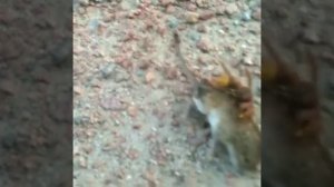 Шершень против мыши.