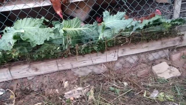 Кормление кур травой, цвет желтка, комбикорм и полезность яиц. смотреть онлайн