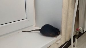 ПОЧЕМУ Я ЗАВЕЛА КРЫСУ