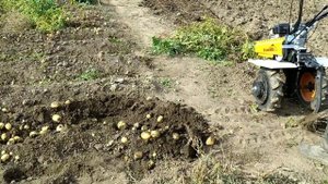 ?Мотоблок "Усадьба 8.0" и работа самодельной картофелекопалкой.Уборка картофеля.?