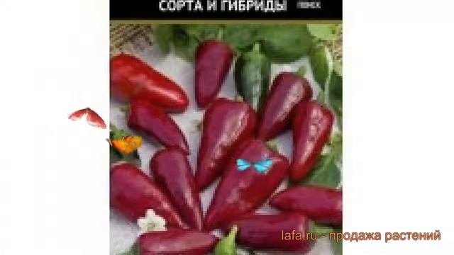 Перец сладкий Гномик (gnomik Gnomik) ? сладкий перец Гномик обзор: как сажать, семена перца Гномик
