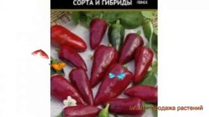 Перец сладкий Гномик (gnomik gnomik) ? сладкий перец Гномик обзор: как сажать, семена перца Гномик