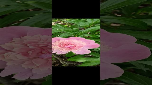 Пион смотреть онлайн