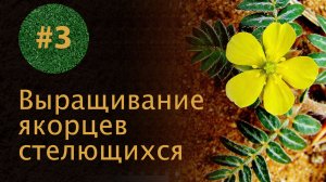 #7.3 – Выращивание якорцев стелющихся в зоне с умеренным климатом (3/3) Трибулус Террестрис Tribulus