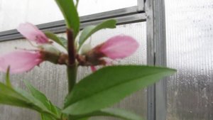 Пересадка однолетних саженцев персика в ведерка.