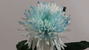 Как покрасить хризантему в синий цвет, How to paint a flower in blue