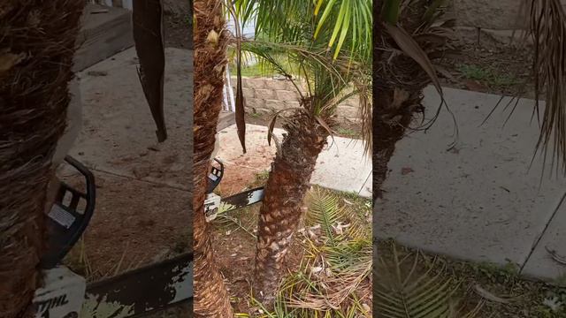 Pygmy palm tree trimming