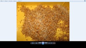 зерно пшеницы проращивание качество и отличия веган 5 лет