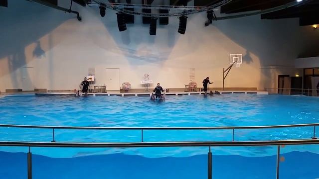Дельфинарий в Клайпеде, морской музей и океанариум, полное выступление дельфинов и котиков смотреть онлайн