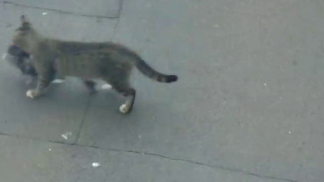 кот поймал голубя смотреть онлайн