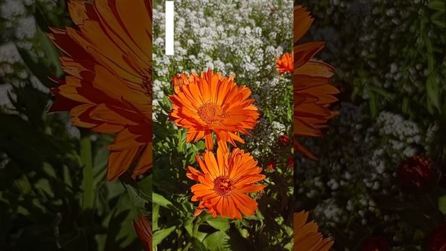 Календула карликовая (Мандарин твист).?