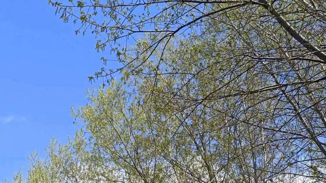 15 мая народный праздник День Бориса и Глеба. Народные приметы и традиции. Запреты дня.