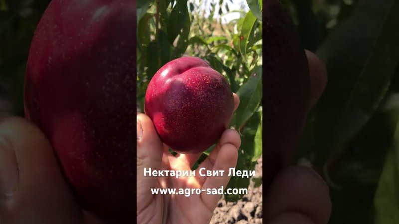 Вкуснейший поздний итальянский нектарин - Агро Сад 2023