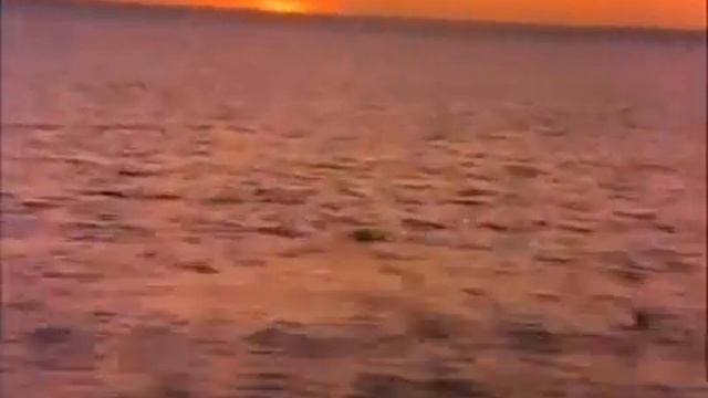 Беби Эйнштейн - животные по всему миру смотреть онлайн