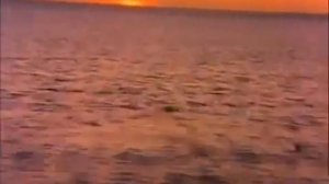 Беби Эйнштейн - животные по всему миру